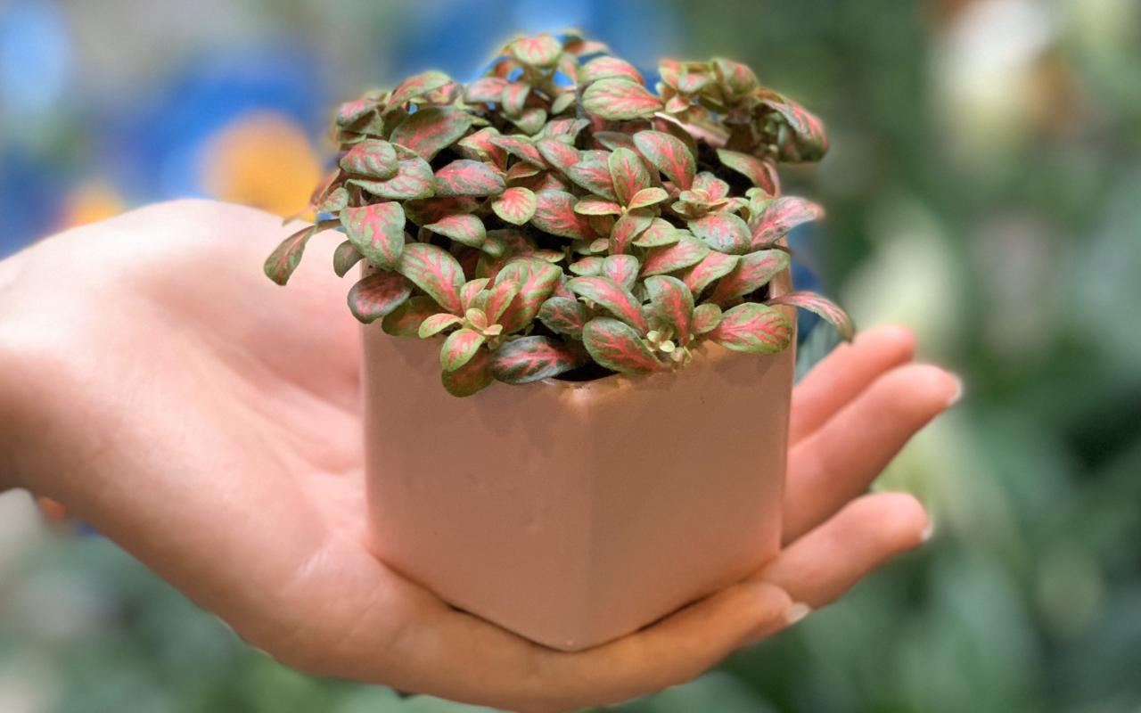 Thiết Kế Nhà Phong Thủy Cho Người Mệnh Thủy Cây hợp phong thủy cho người mệnh thủy - AIC JSC